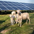 Schafe und Lämmer weiden unter Solarmodulen auf einer grünen Wiese.
