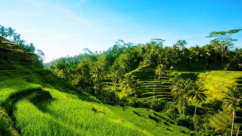 Bali