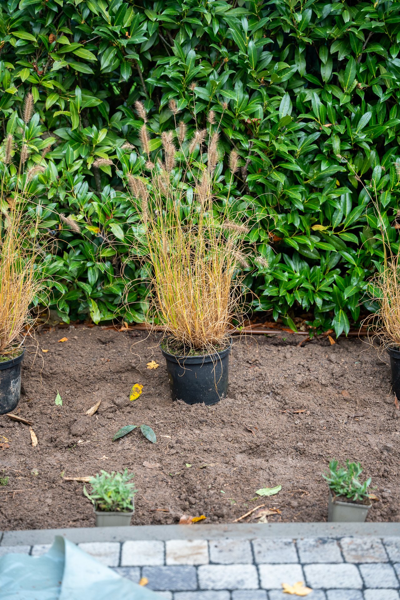 Ziergras in schwarzen Pflanztöpfen steht in einem Beet vor einer dichten grünen Hecke zur Bepflanzung bereit