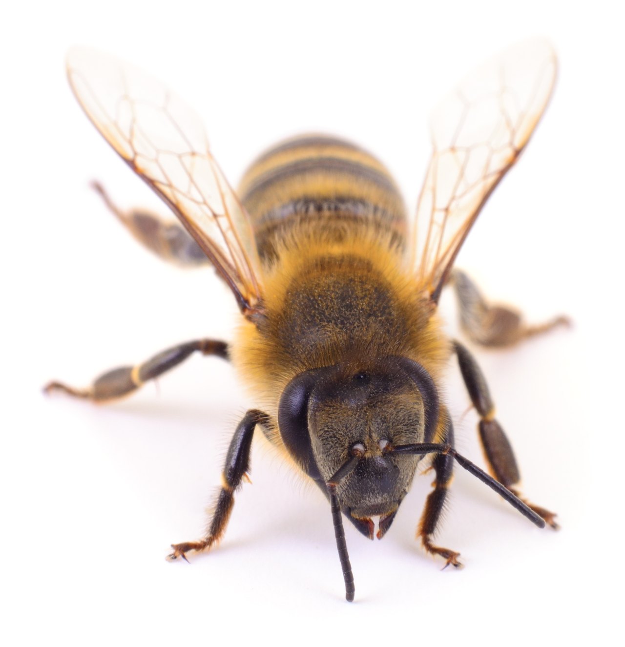 Apis mellifera