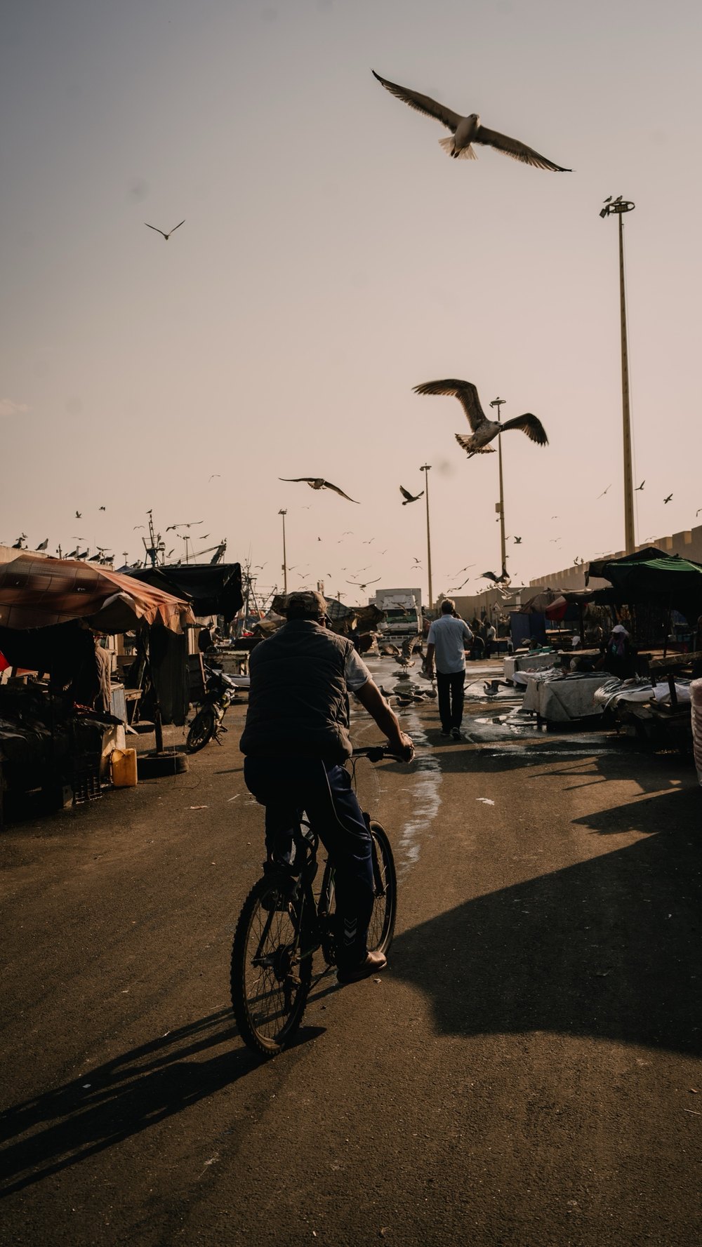 Radfahrer auf der Hafenstraße von Essaouira, Möwen über ihm