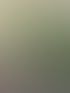 Eine Person hält eine rot-schwarze Akku-Heckenschere vor eine grüne Hecke an einem gepflasterten Gehweg.