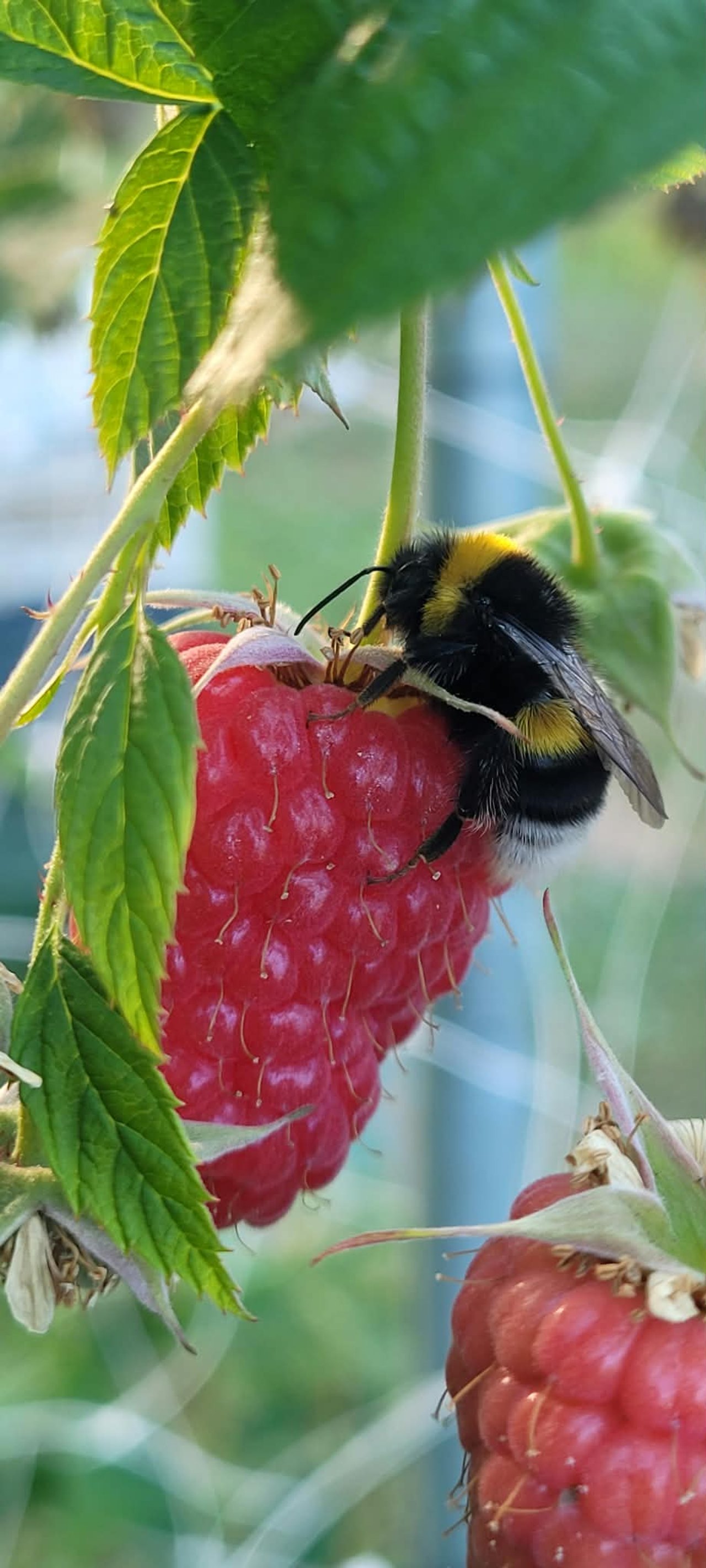 Frische Himbeeren