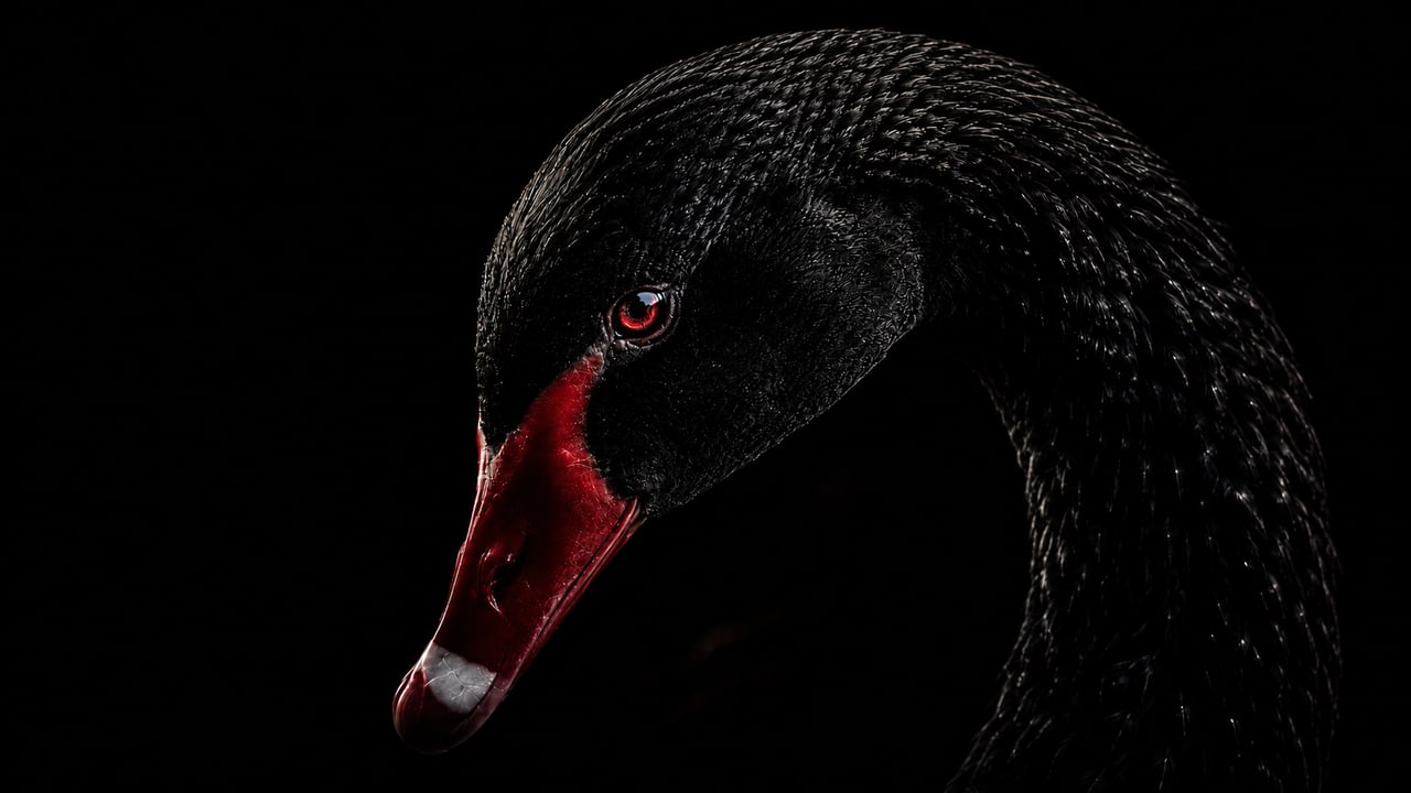 BLACK SWON