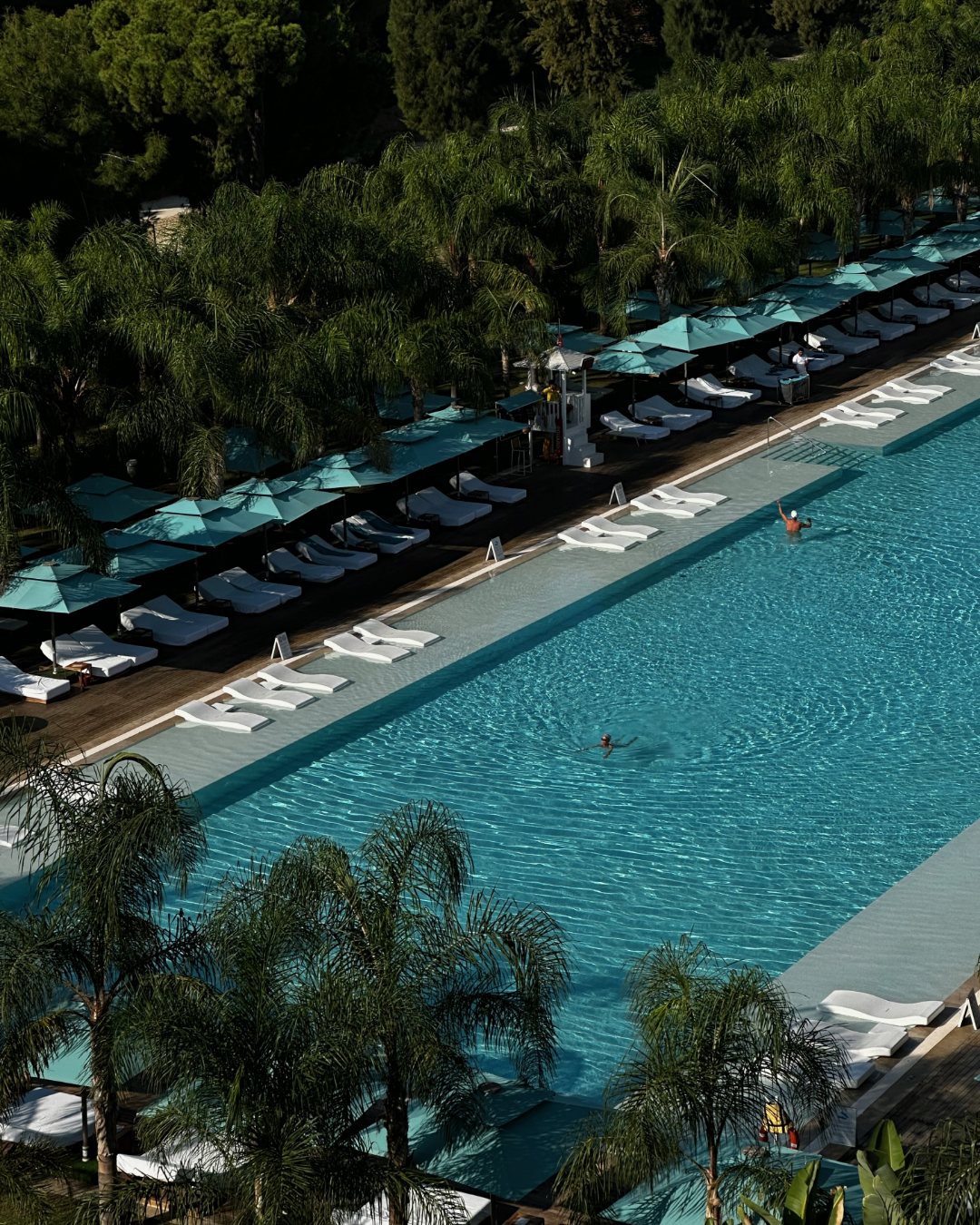 Hotel pool surrounded by palm trees and sun loungers