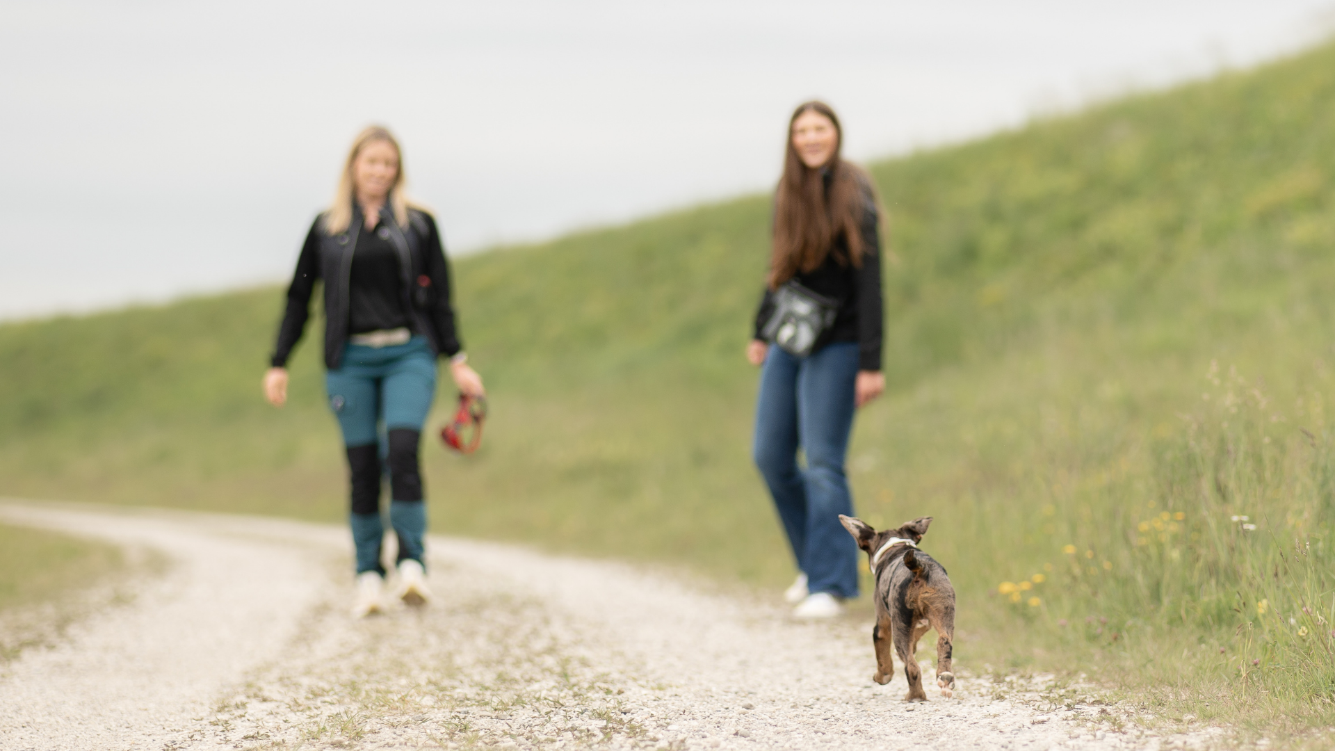 Training mit Welpe auf dem Feldweg
