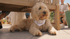 Ein goldener Labradoodle mit einem Halstuch mit der Aufschrift „DOG OF HONOR“ liegt entspannt unter einer Holzbank.