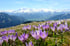 Panorama Saalbach Hinterglemm