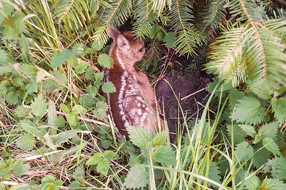 Rehkitz im Wald