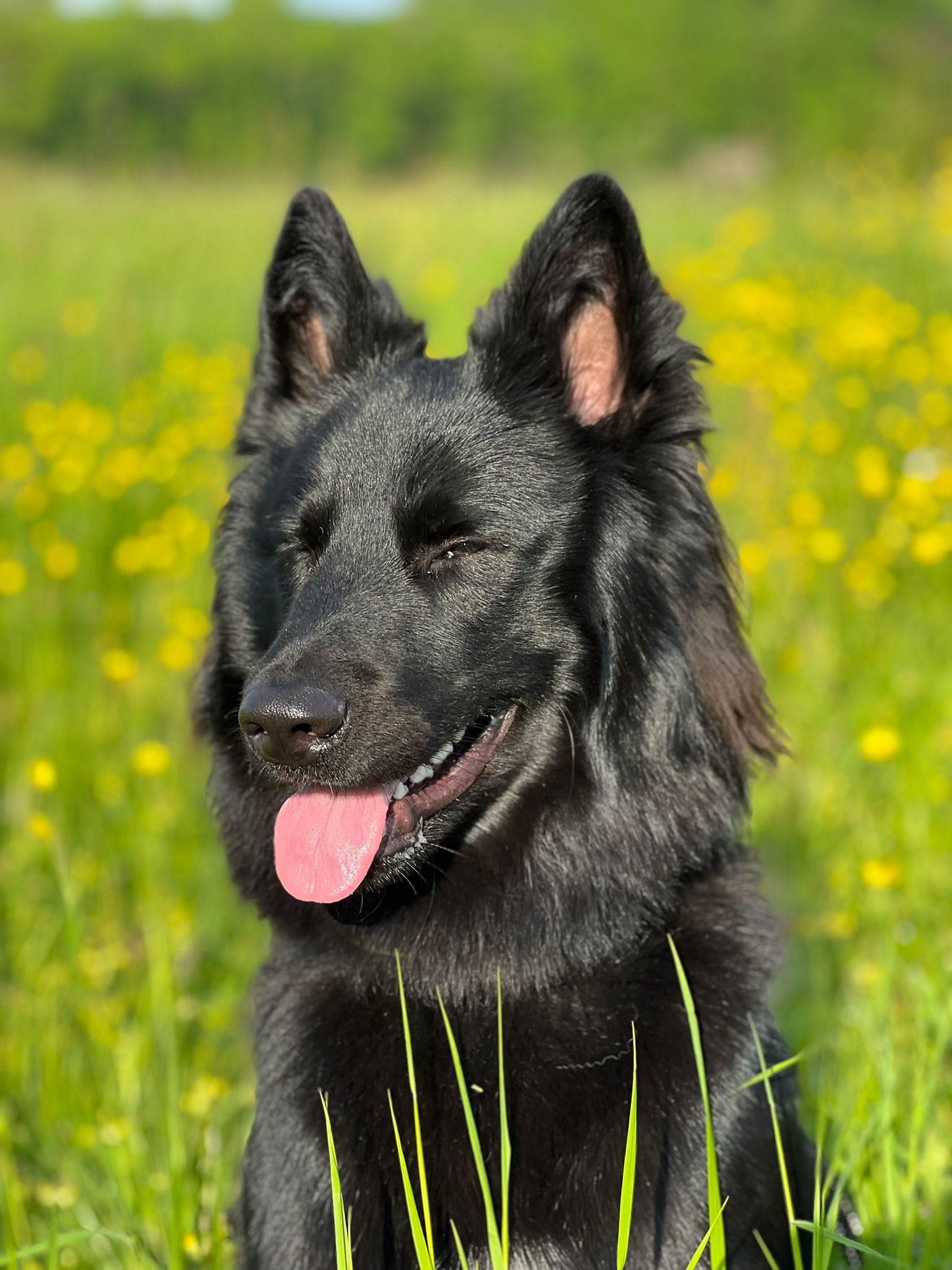 Schwarzer Langhaarhund im Freien
