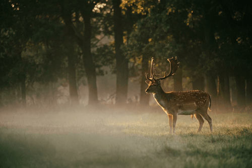 Damwild am Waldrand