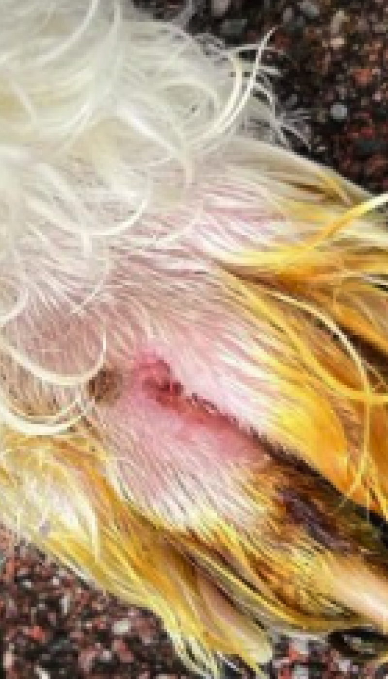 Fallbeispiel Zwischenzehenekzem Hund Ausgangssituation vor AMAMUS Vet coldPlasma Behandlung