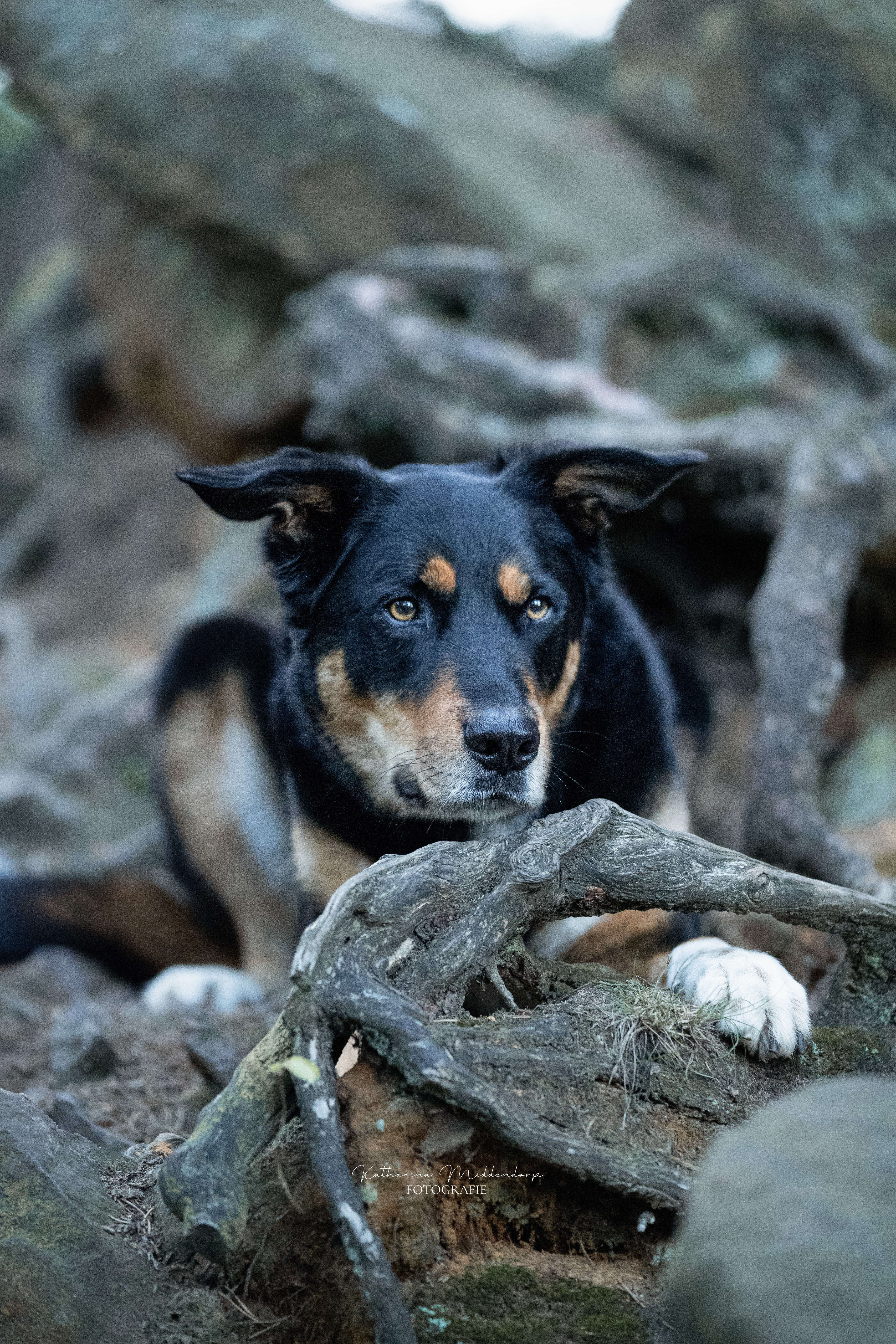 Hundefotografie von Katharina Middendorp