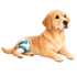 Ein liegender Golden Retriever Welpe mit einem blau-weißen Verband um sein linkes Vorderbein.