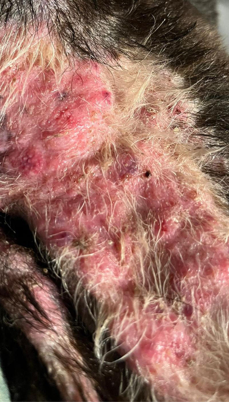 Fallbeispiel entzündung Situation vor AMAMUS Vet coldPlasma Behandlung