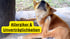 Ein lächelnder Mann macht ein Herzsymbol mit seinen Händen neben zwei Hunden; Text: "PRODUKTWELT".