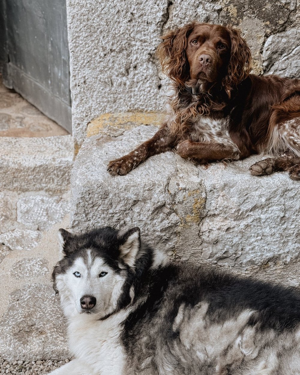 Zwei Hunde auf Steinstufen