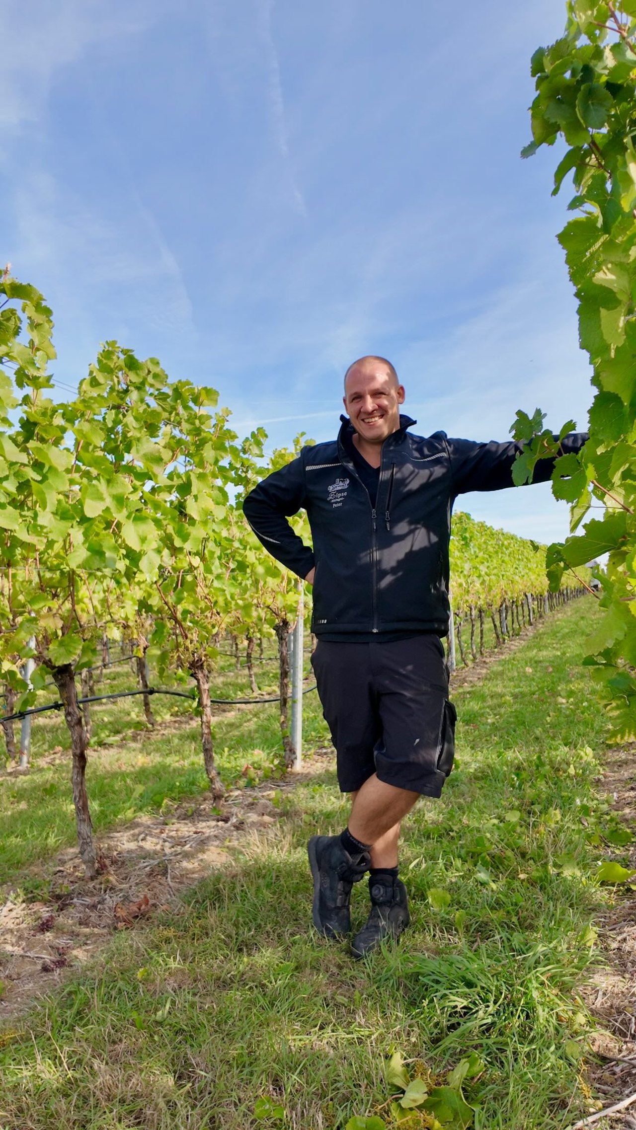 Weißburgunder-Lese in Elsenz mit dem Vollernter – Weingut Zipse