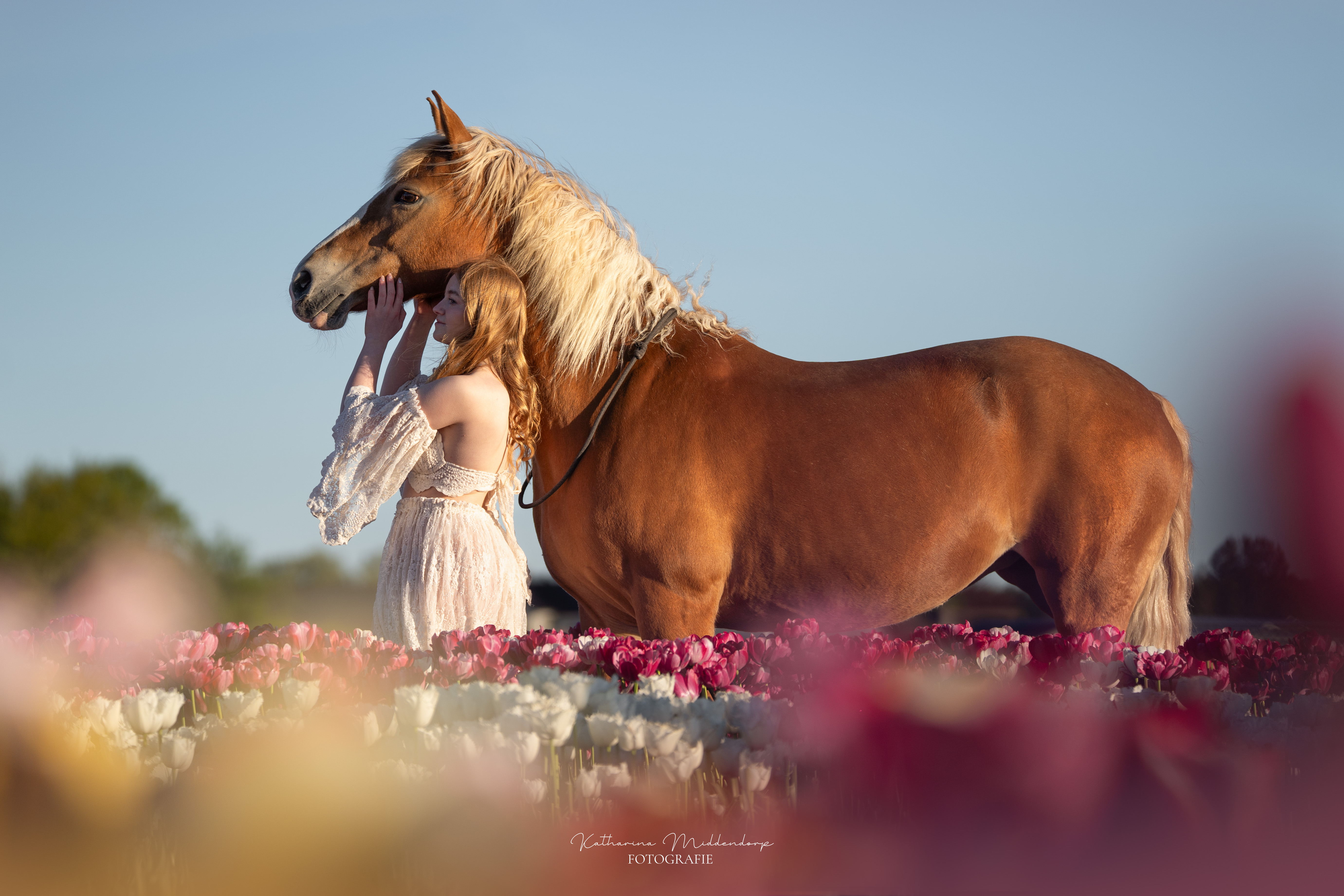 Pferdefotografie von Katharina Middendorp