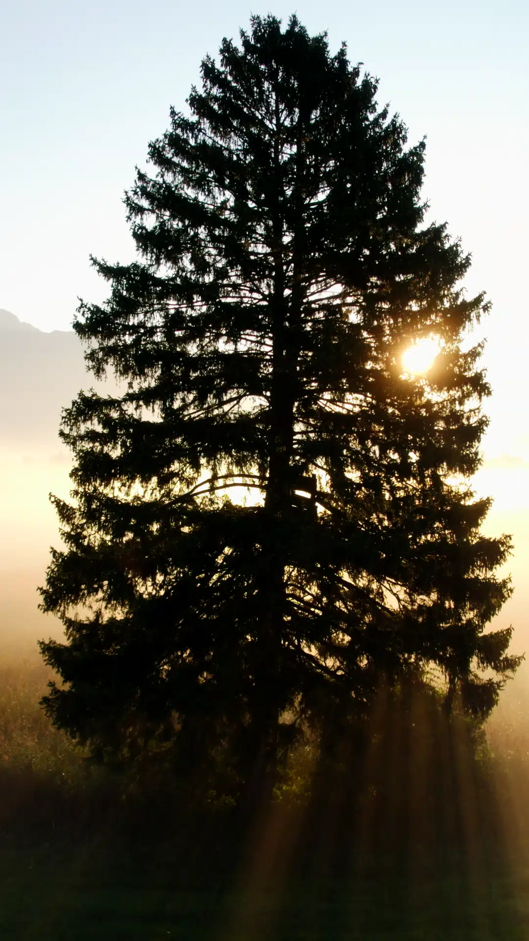Eine große Tanne im Gegenlicht mit der Sonne, die durch die Äste scheint, vor einem hellen Himmel.