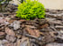 Gartenpflege Braunfels | Basun Haus & Gartenservice