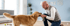 Ein lachender Mann kniet und spielt mit einem Golden Retriever, der an einem Tau zieht, vor einer Wand mit dem Allianz-Logo.