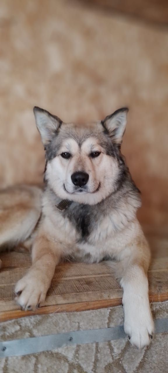 Bella