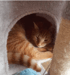 Eine rot getigerte Katze liegt zusammengerollt in einer grauen Plüschhöhle eines Kratzbaums.