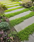 Gartenweg aus grauen Steinplatten mit grünen, moosartigen Pflanzen in den Zwischenräumen.