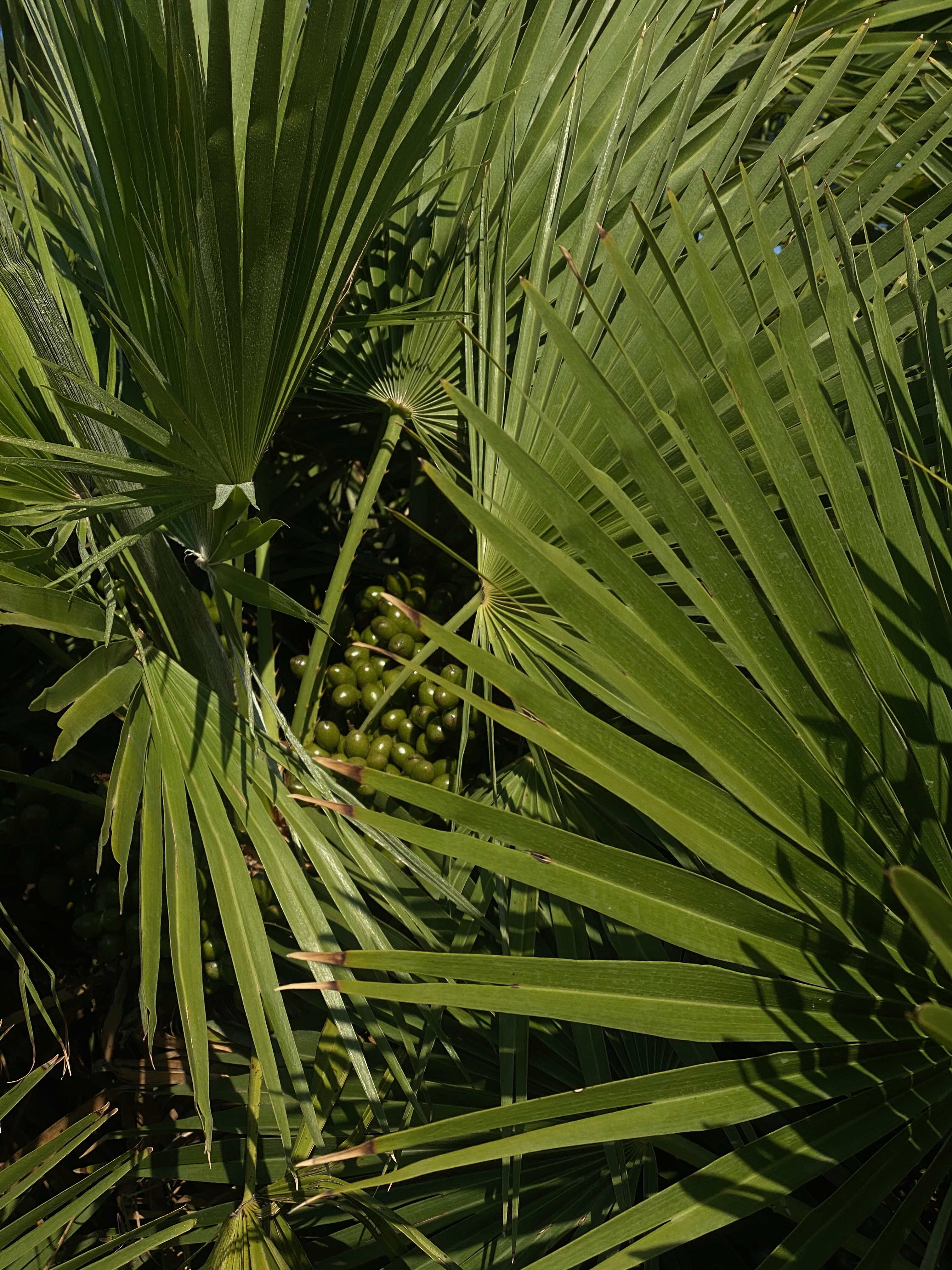 Close-up of green palm leaves