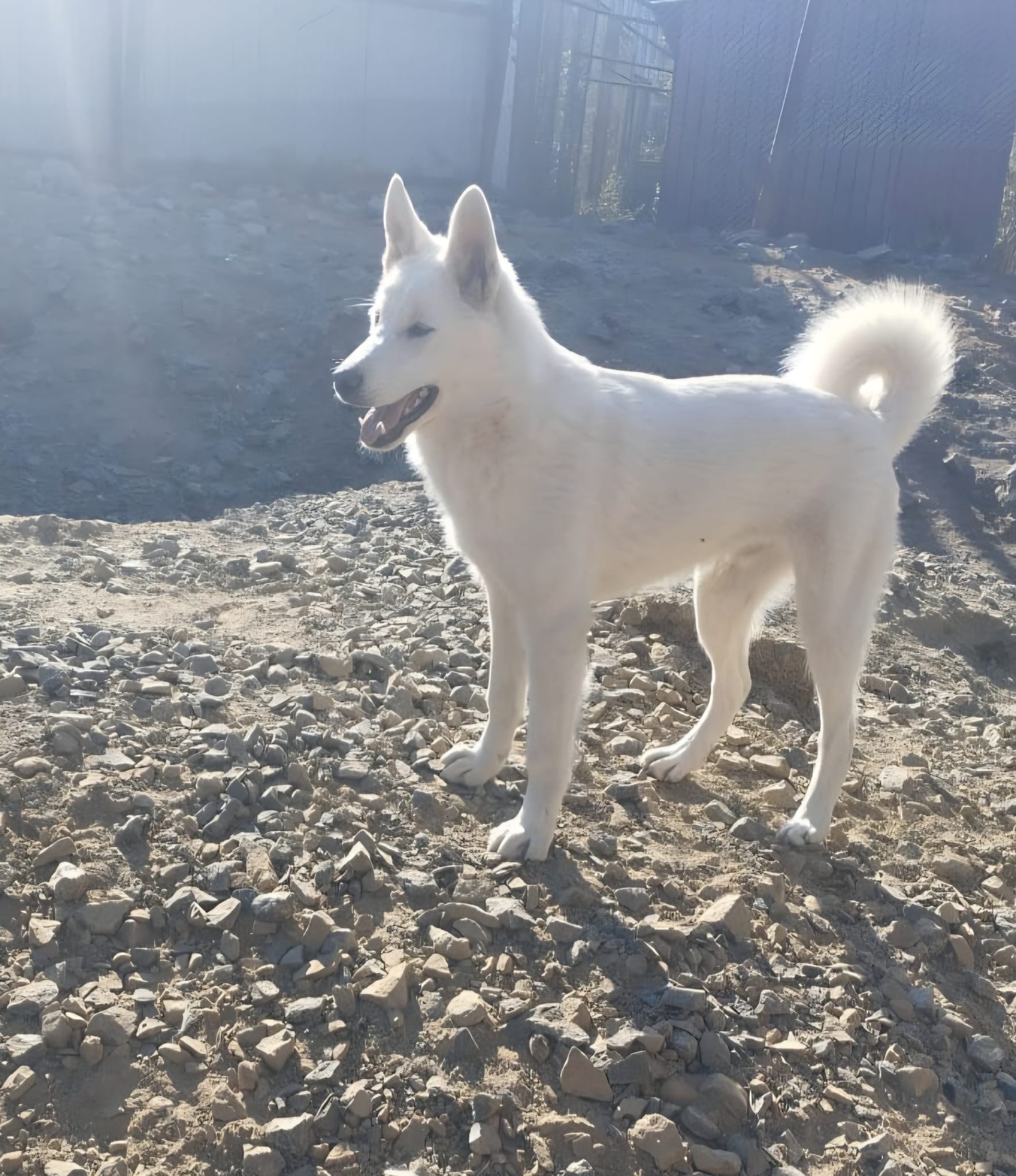 Altay