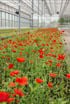 Blühende rote Mohnblumen wachsen in langen Reihen in einem hellen Gewächshaus mit Glasdach und Metallstreben.