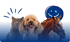 Eine Katze, ein Hund und ein Pferd schauen in die Kamera.