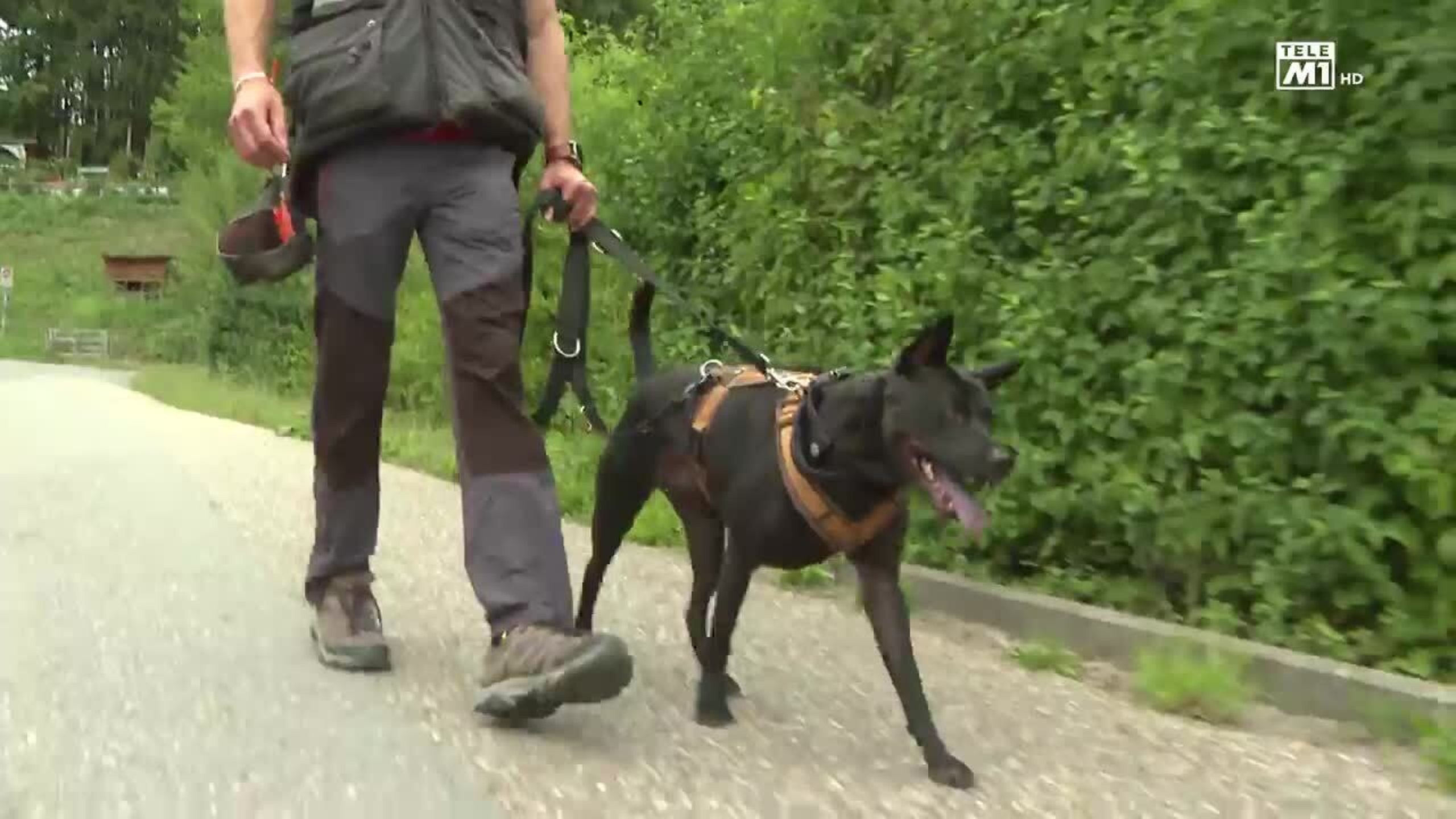 Patrick Picavet beim Leinentraining mit einem schwarzen Hund, Standbild aus der Tele-M1-Sendung Tierisch