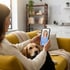 Frau telefoniert per Video-Call mit einer Tierärztin auf dem Smartphone, während ein Golden Retriever neben ihr auf dem Sofa liegt.