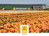 Oranges Tulpenfeld vor dem JUB HOLLAND Gebäude; JUB Logo unten.