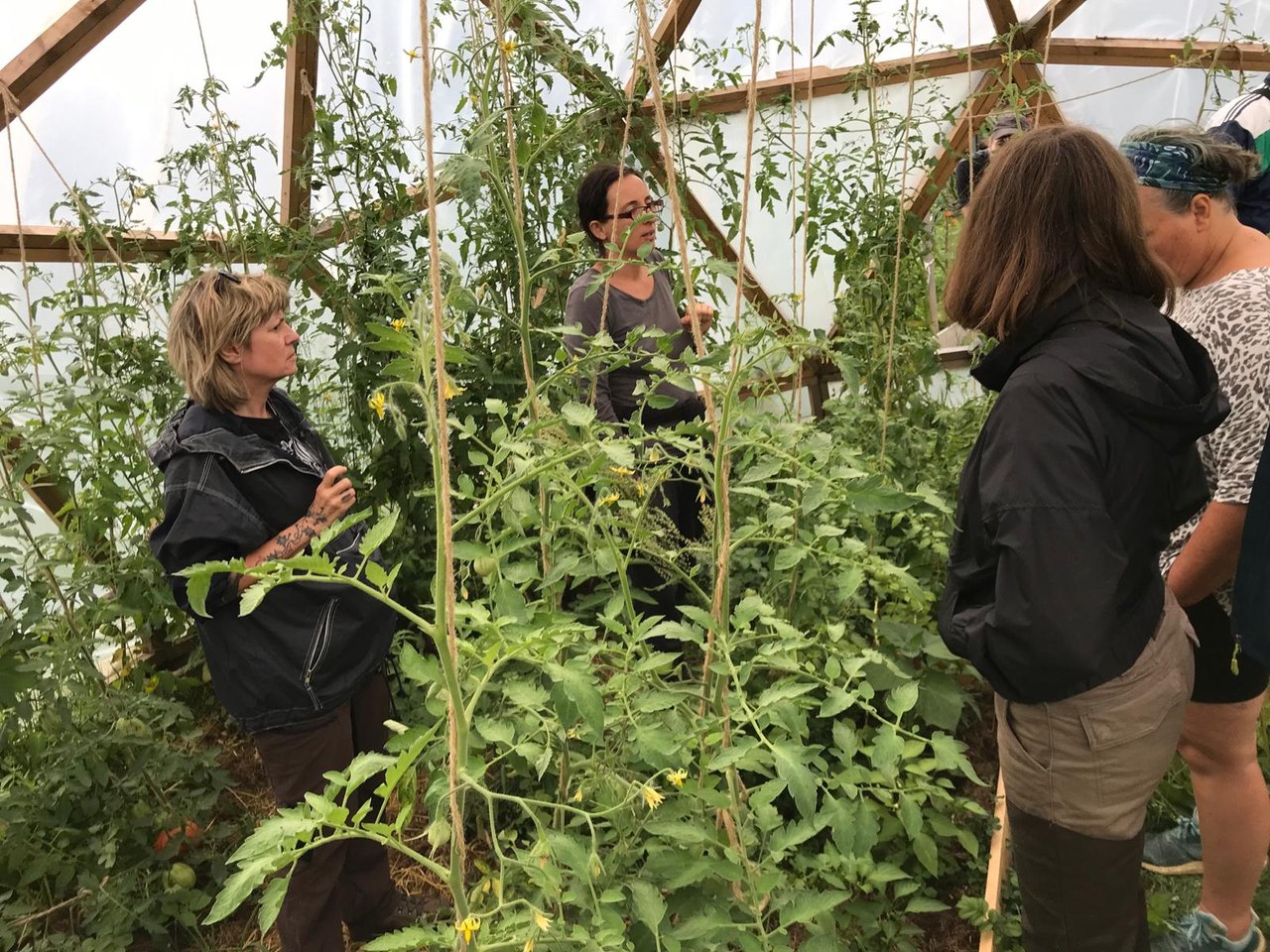 Führung zwischen hohen Tomatenpflanzen im Geodom