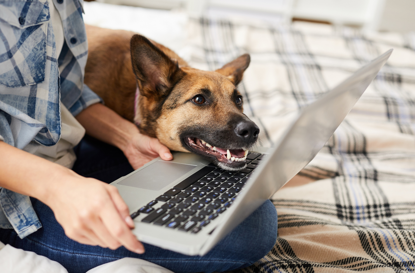 Hund liegt entspannt neben seinem Menschen am Laptop
