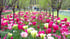 Ein Blumenbeet mit rosafarbenen und weißen Tulpen zwischen jungen Bäumen in einer Parkanlage.