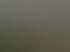 Zwei weiße Schäferhunde sitzen und liegen auf grünem Gras vor einem Sonnenuntergang mit orangefarbenem Himmel.