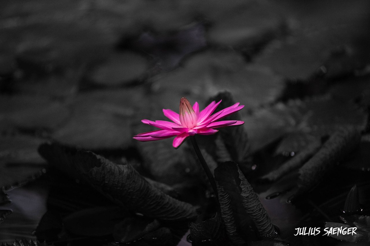seerose