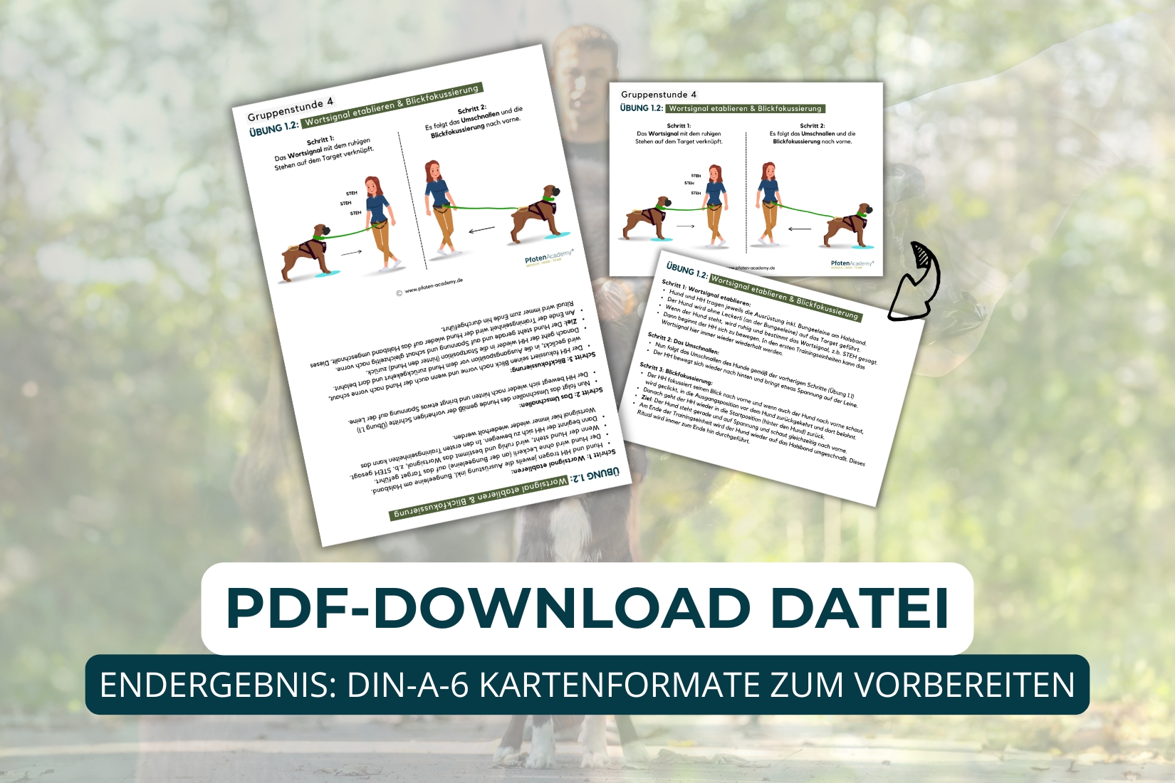 8-wöchiger Zughunde Einsteiger Kurs – Bild 7