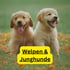 Zwei Golden Retriever Welpen sitzen im Gras mit orangefarbenen Blättern, Text: Welpen & Junghunde