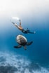 Eine Person taucht beim Freediving im klaren blauen Wasser über einer Meeresschildkröte