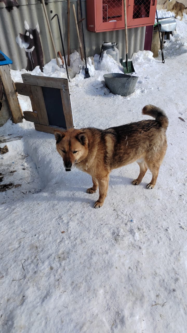 Bolek