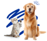 Ein Golden Retriever Hund sitzt neben einem Kätzchen, das sich auf die Hinterbeine stellt und eine Pfote hebt.