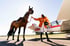 Reiterin mit Pferd und Stübben-Sattel Aviator vor einem Flugzeug auf dem Flugplatz
