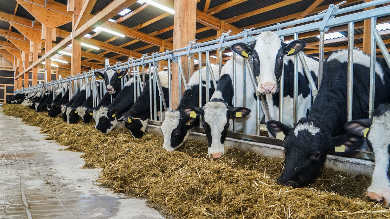 Botulismus Landwirtschaft Versicherung