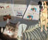 Osteopathie für Hund & Katze Fortbildung