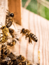Eine Biene fliegt vor einem Bienenstock, während andere Bienen am Eingang sitzen.